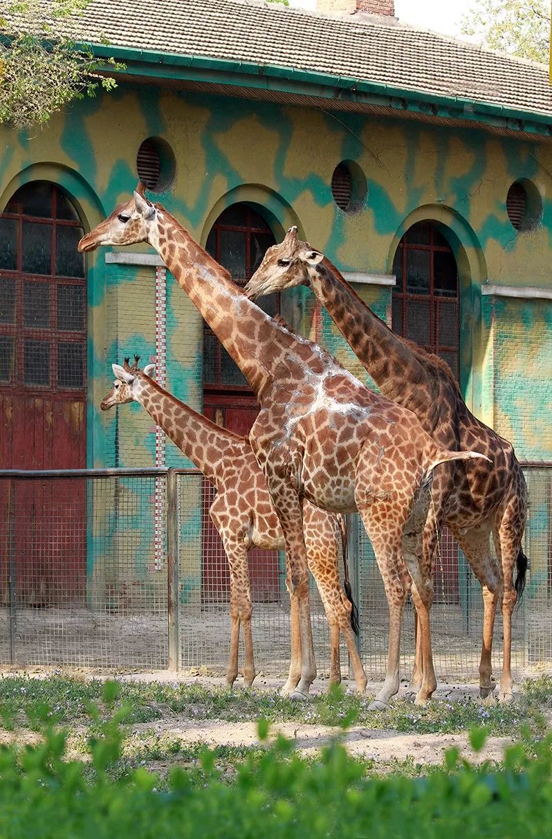 最神奇的是这只长颈鹿2017年还生了宝宝,这也是动物生命力的真实