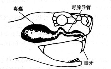 在农村山上被长约5米过山峰蛇咬伤,过去半小时还没到医院,还有救吗?