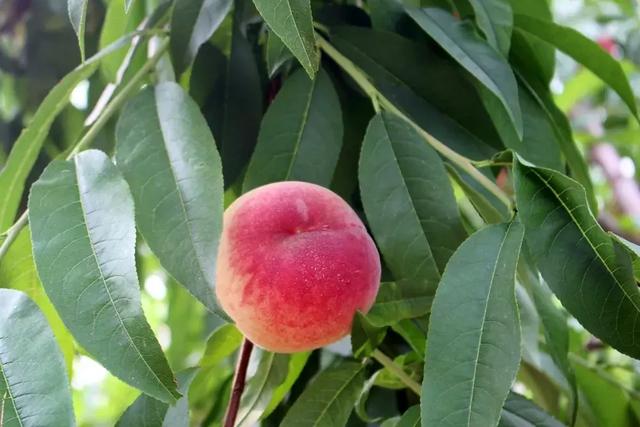 超甜!芒山镇柿元村的桃子熟了_永城市