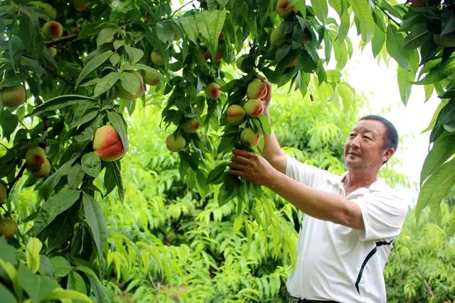 超甜!芒山镇柿元村的桃子熟了_永城市