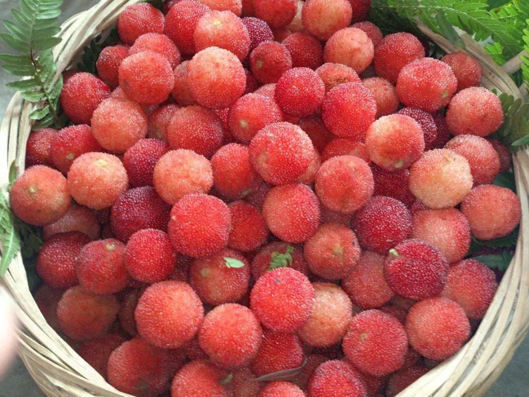 每个都像乒乓球余姚这里的杨梅就是不一样