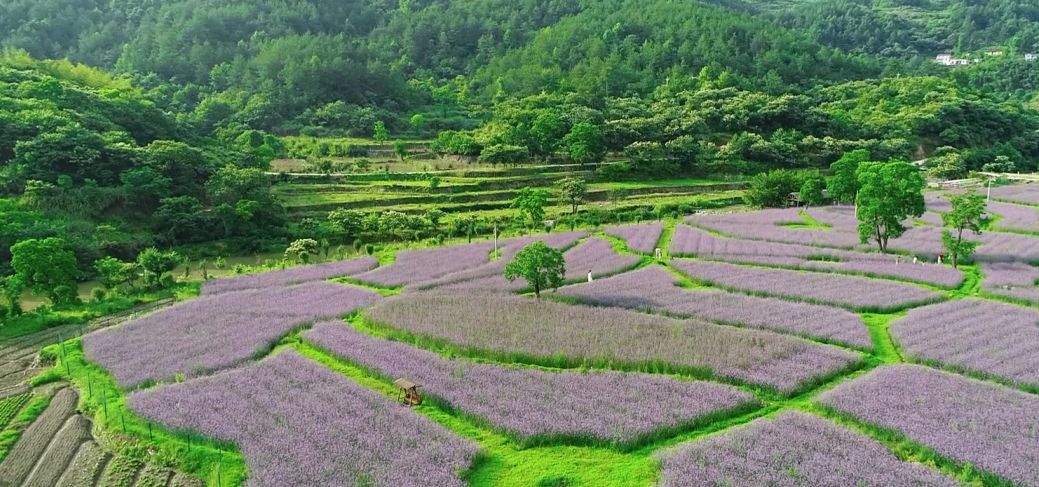 全省"擦亮小城镇"行动现场推进会昨日在罗田召开