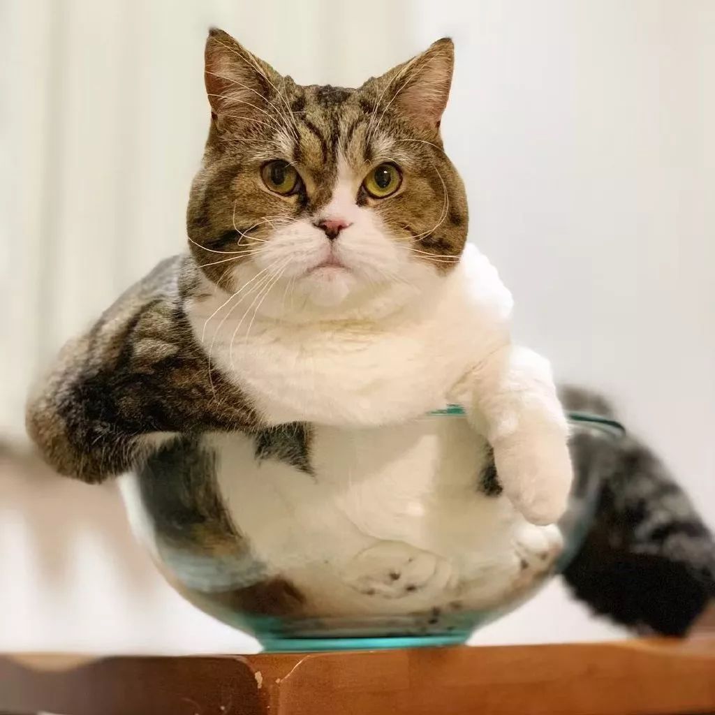 碗里的可爱大肥喵,随时有被厨师端去厨房的危险