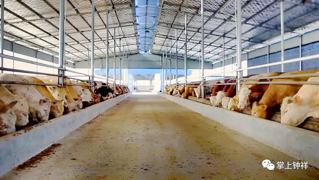 钟祥:循环农业连成"环" 种养结合玩出新花样