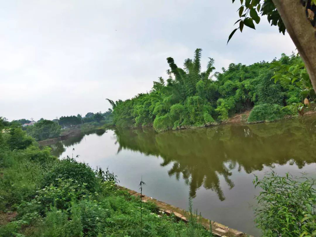 网络达人镇街行荣昌清江游小岛摘桂圆住民宿品非遗美食一个有耍事有