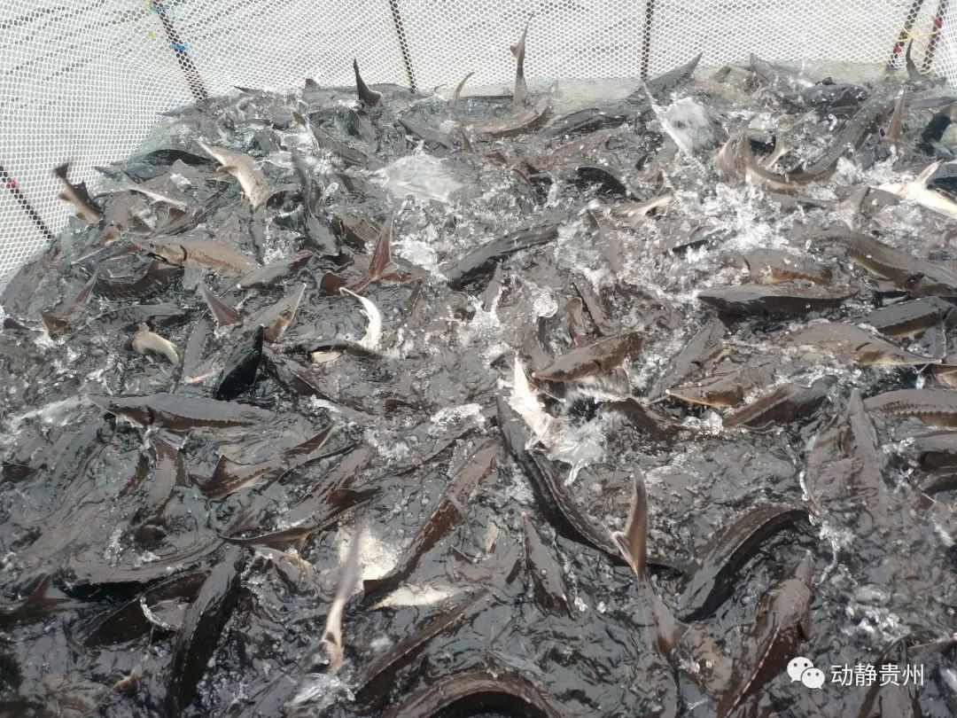 贵州这种喝着梵净山泉水长大的冷水鱼卖得火热漂洋过海出口到了国外