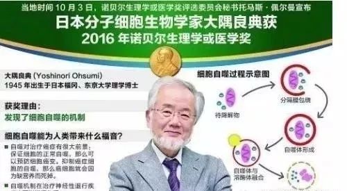 也是因为他发现细胞自噬机制而获2016年诺贝尔生理学医学奖!