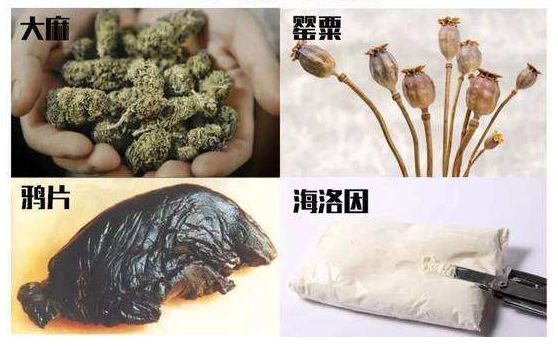 1/识别鸦片和海洛因如何辨识毒品?减少人的寿命,助