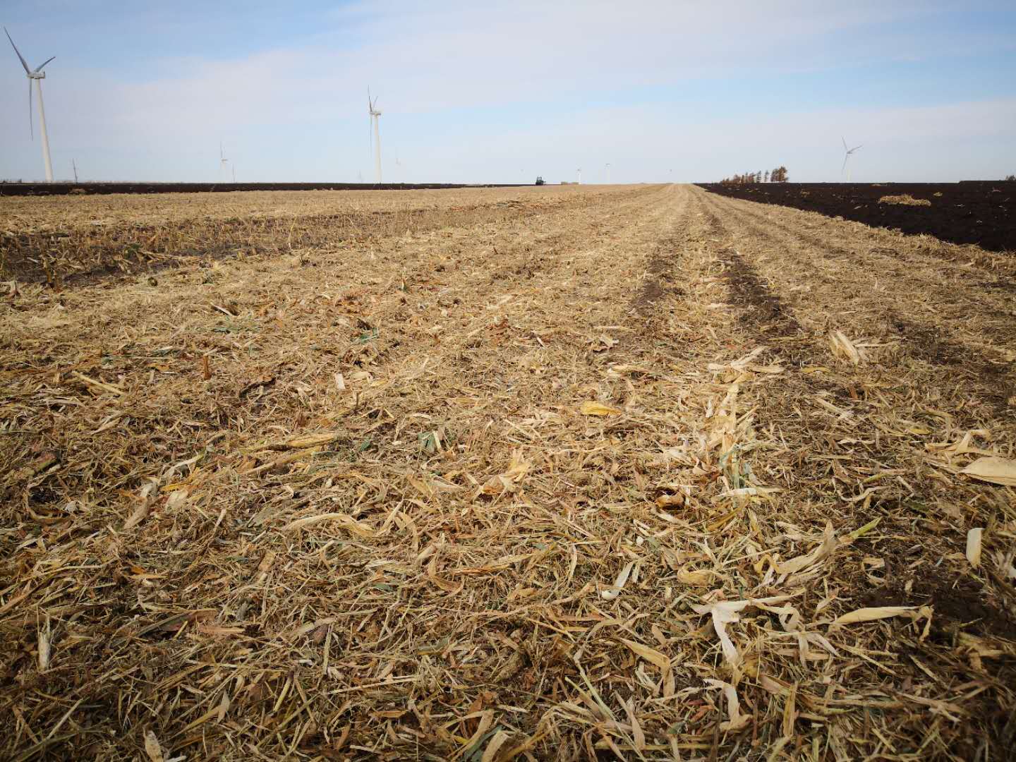 东北黑土地的绿色蝶变