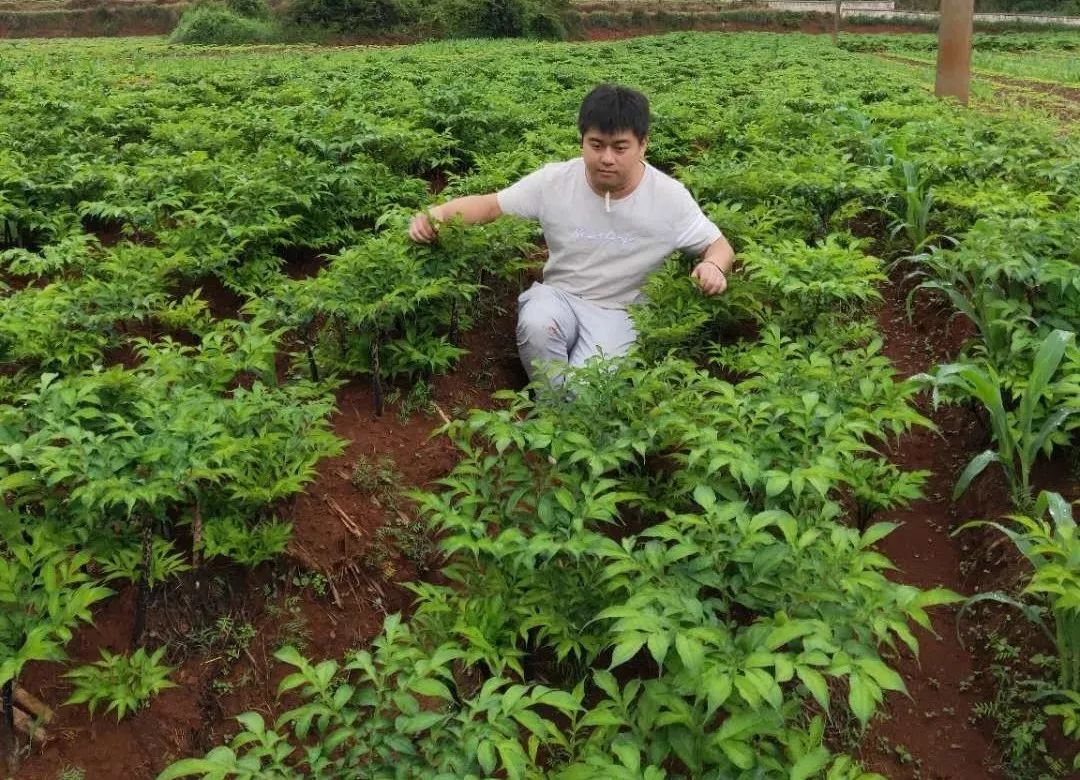 魔芋種植失敗的原因基本可以解決