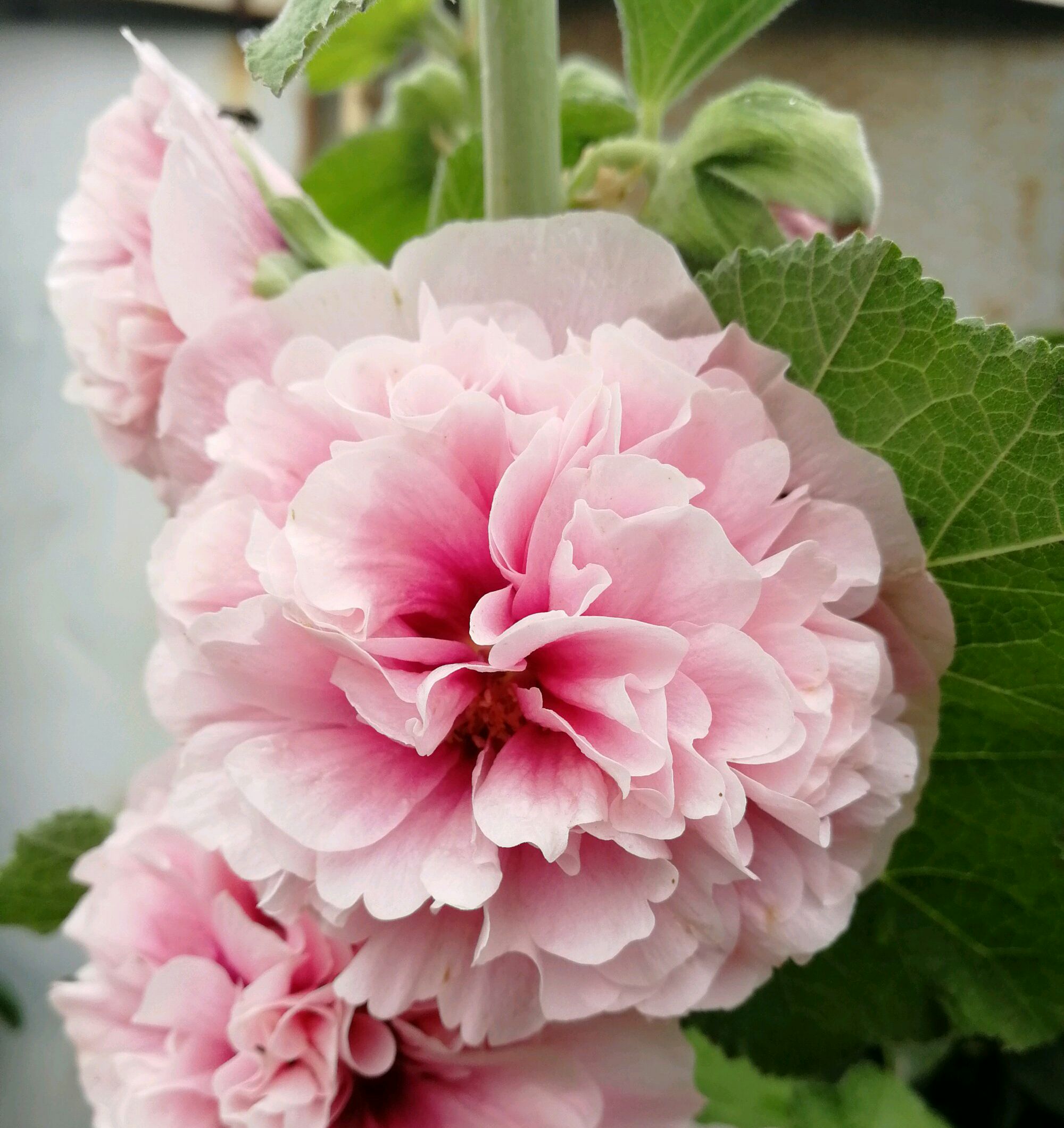 重瓣蜀葵花播种繁殖会变单瓣花还是采用扦插繁殖比较稳定