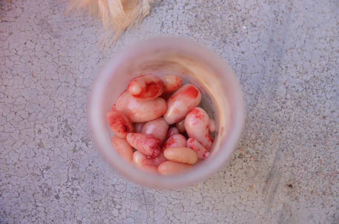 现代化的今天那些传统的技艺渐渐地淡出了我们的视野/阉鸡的师傅屈