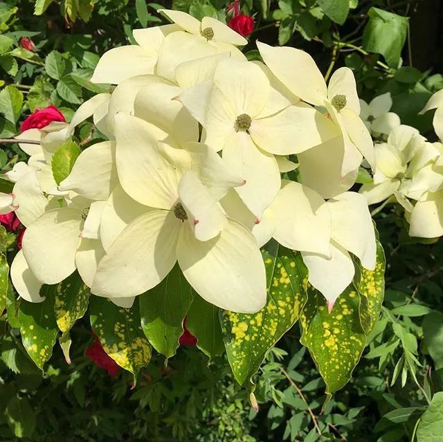 四照花,我的白月光,我的红朱砂