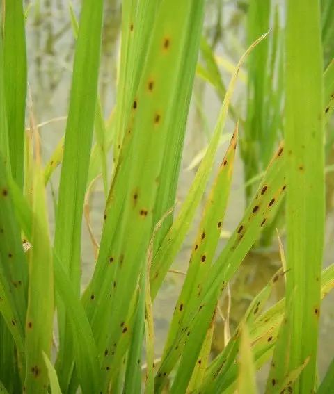形成的原因 :缺磷少钾,高温高湿,有雾有露,随风向传播最适宜温度24~30