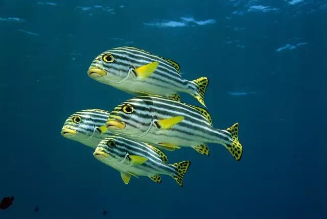 你知道没有耳朵的鱼是怎么样听到声音的