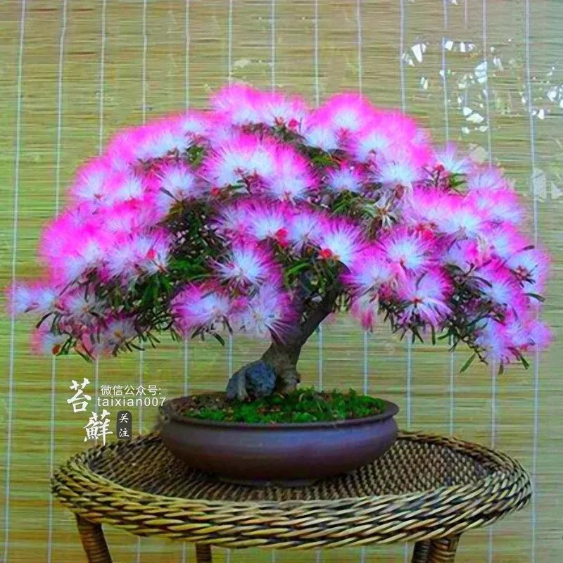 菖蒲山野草特价出售