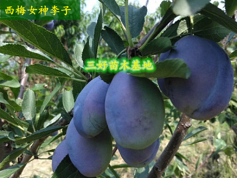西梅女神晚熟李子苗