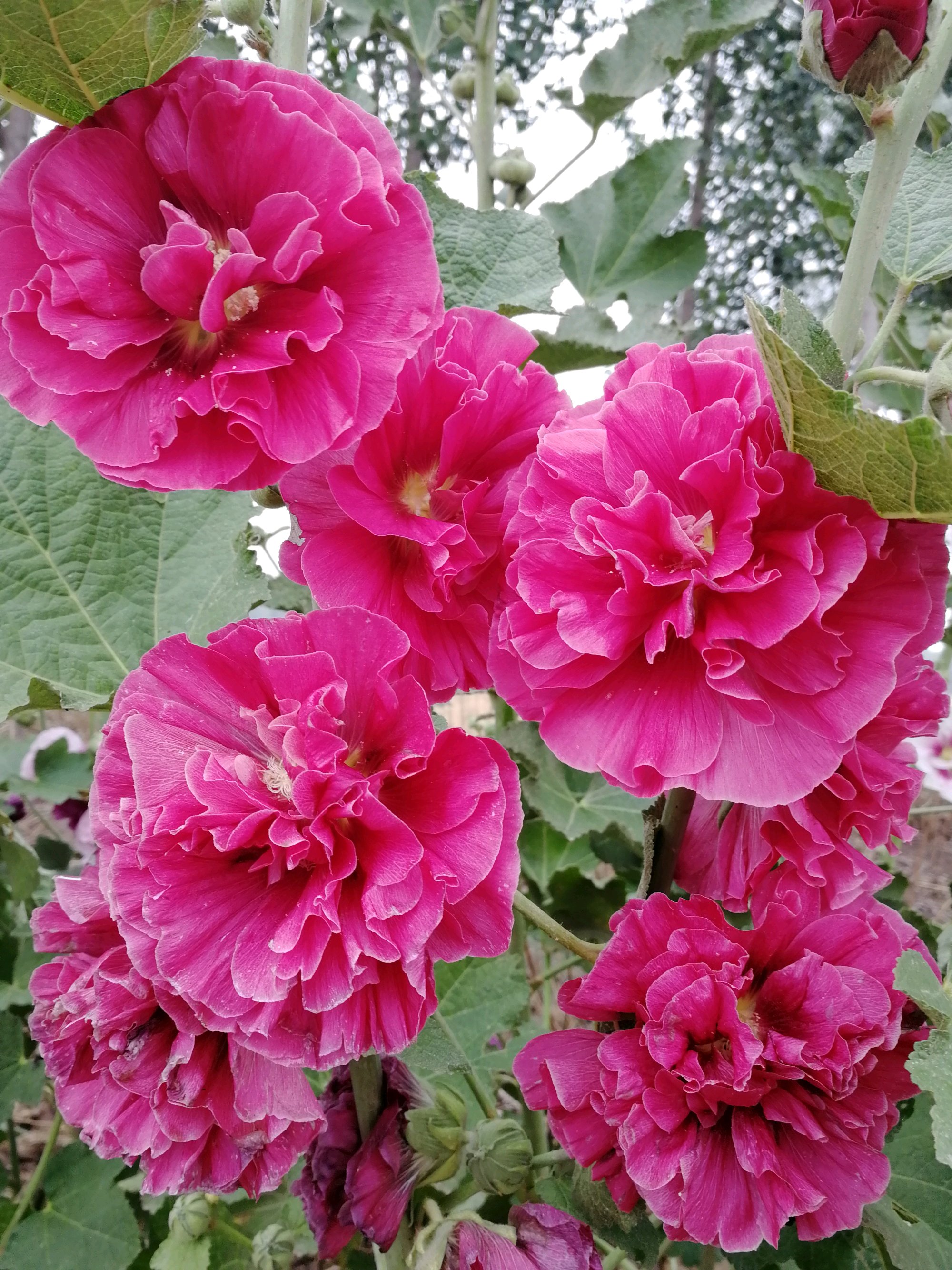 重瓣蜀葵花播种繁殖会变单瓣花还是采用扦插繁殖比较稳定