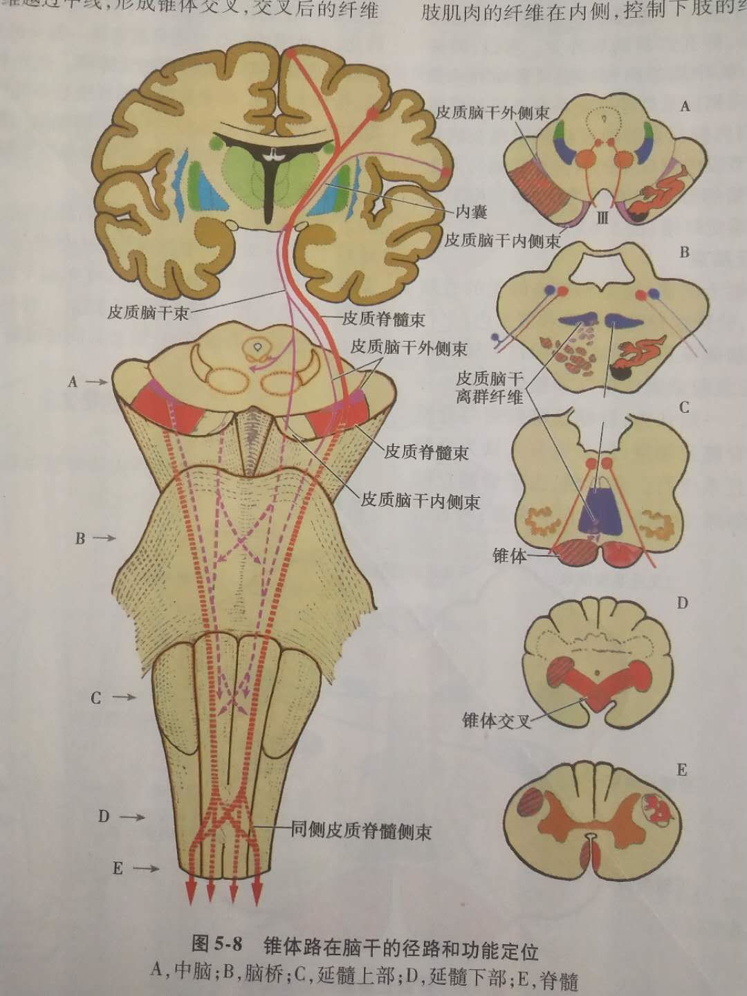 补充点关于皮层脊髓束的知识:椎体束的分类传导是个简单又复杂的通路