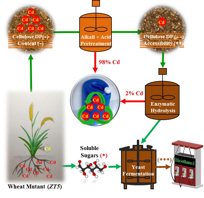 了题为"combined mild chemical pretreatments for complete cadmium