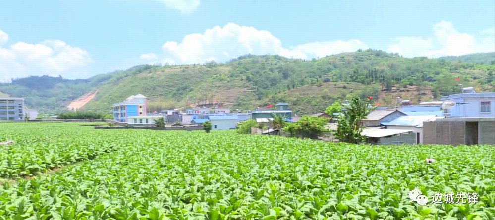 【第208期】镇康县勐捧镇:两烟同抓  金叶助民脱贫致富奔小康