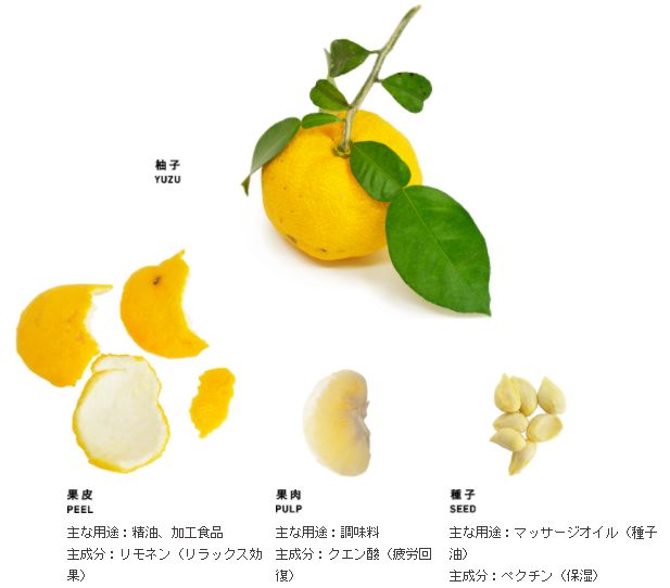 柚子种子结构图片大全图片