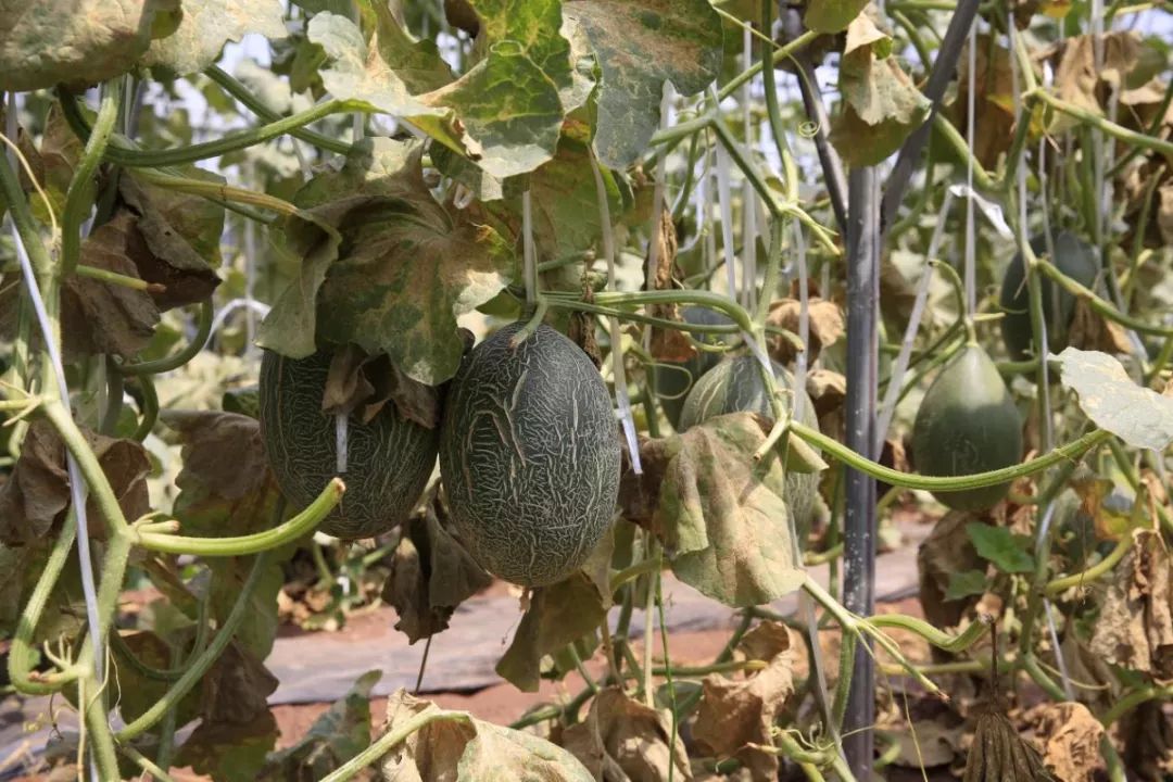 美丽乡村游走进大兴亲近自然品原生态哈密瓜