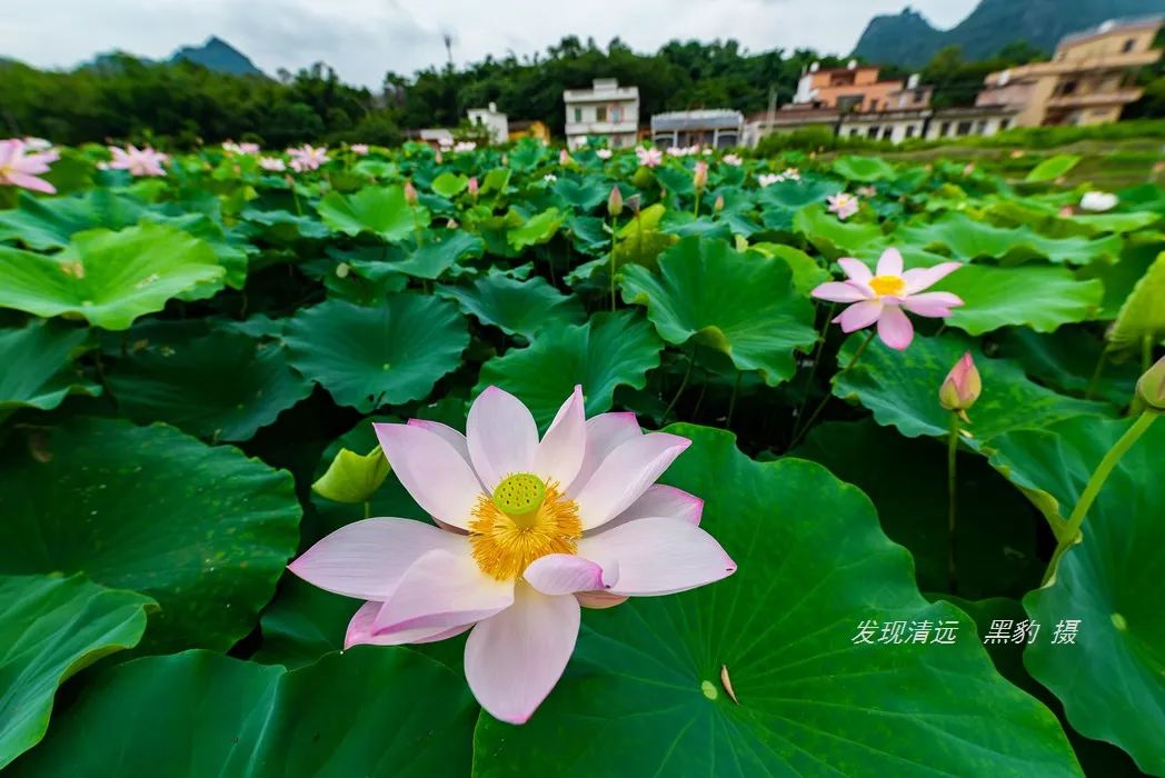 英西峰林深處驚現一大片盛開的免費荷花世界不是峰林小鎮