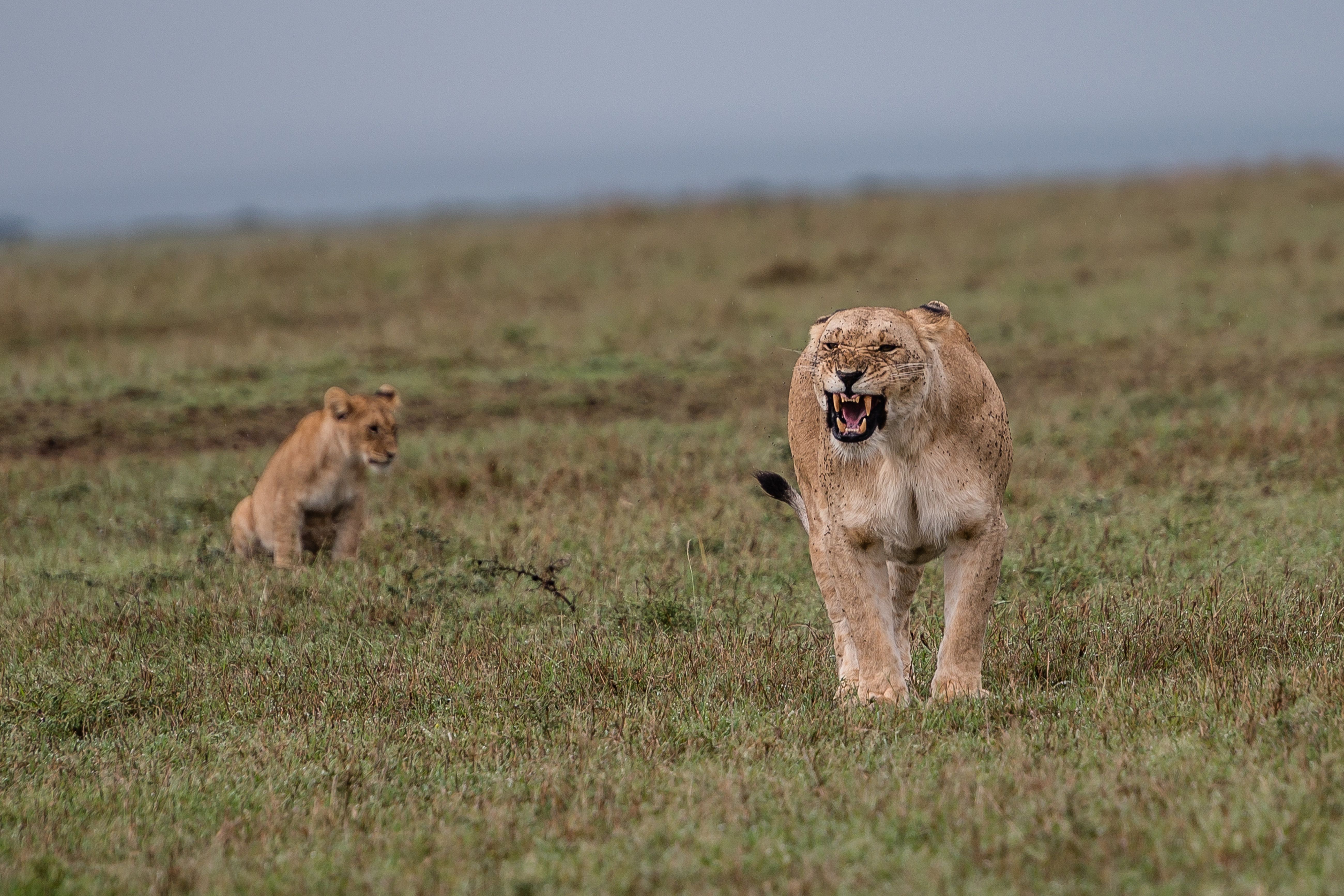保护区内栖息的野生动物超过600种,包括著名的非洲五