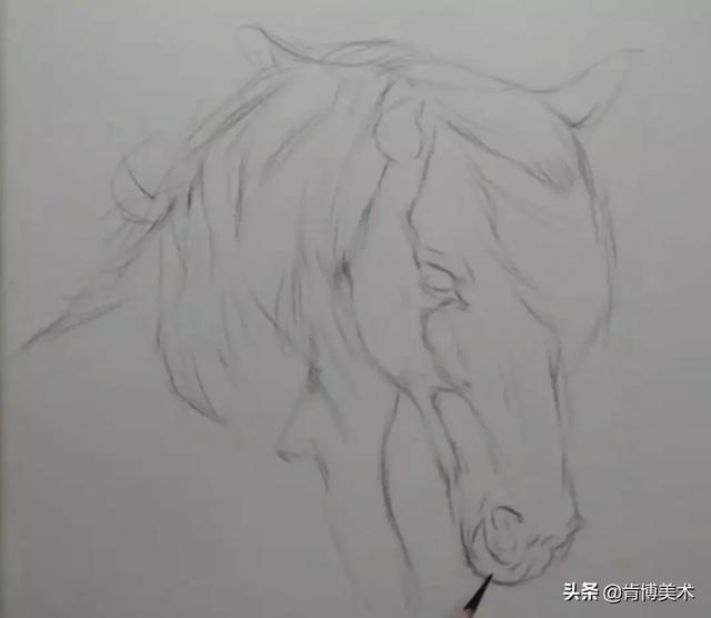 動物素描步驟教程學會這幾點初學者也覺得繪畫很簡單