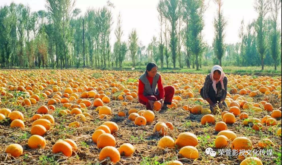 香气扑鼻的五原灯笼红香瓜香瓜皮薄肉厚香脆爽甜营养丰富不愧为国家农