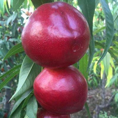 中油4号油桃的品种繁多,复兴油桃选择油桃中的早熟甜油桃品种,早48
