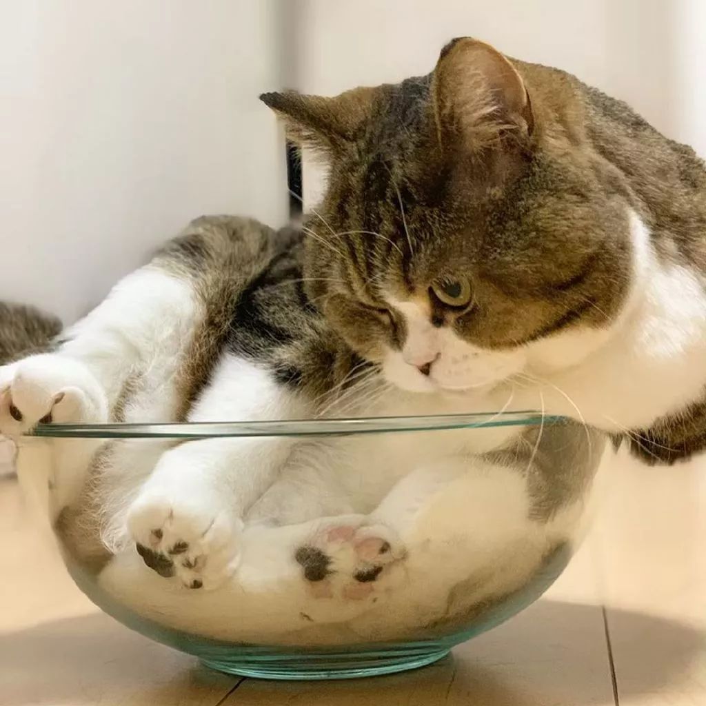 碗里的可爱大肥喵,随时有被厨师端去厨房的危险