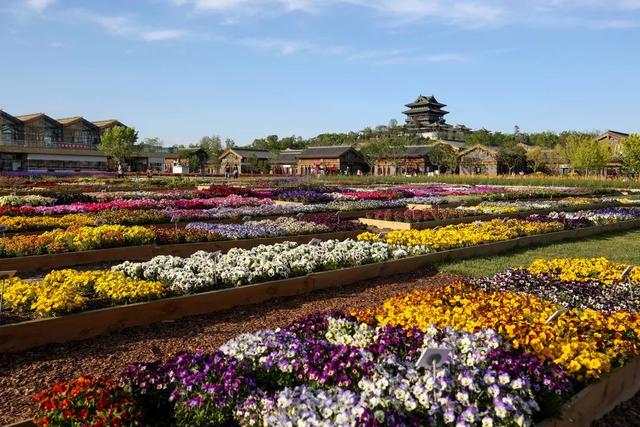北京世园会看花卉之美_景观