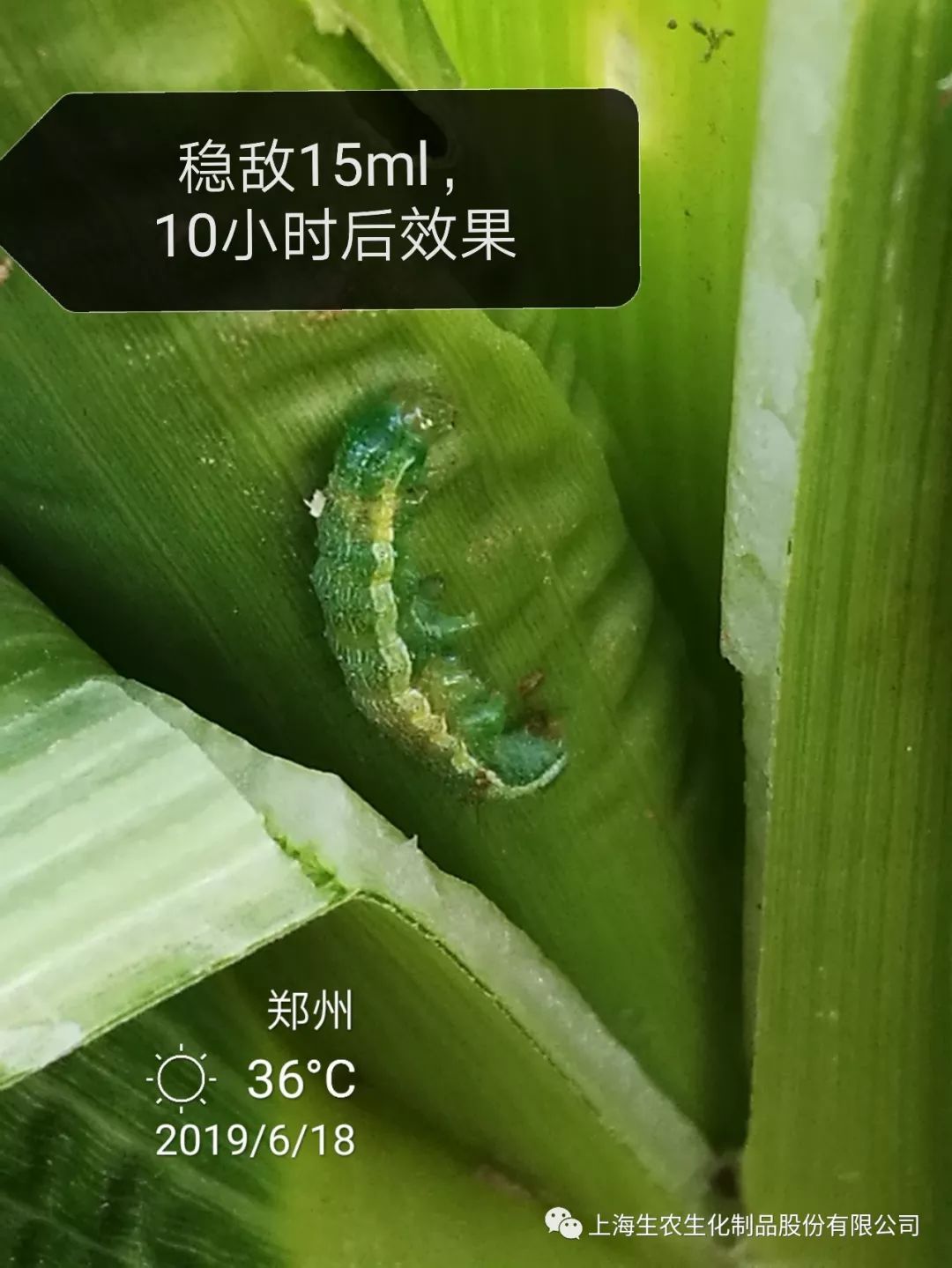 防治草地贪夜蛾上海生农在行动 稳敌专利配方快速歼灭效果持久