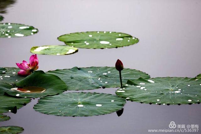 洛陽雨後初晴賞雨荷國花園衍秀湖荷花滿塘大珠小珠落玉盤