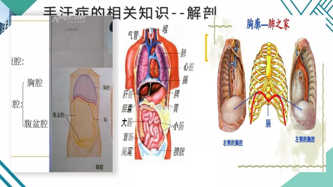 人体胸腔结构图 表面图片