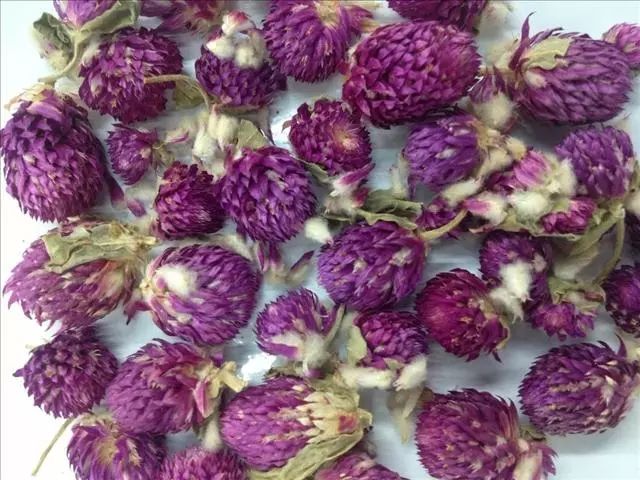 千日红,又名:百日红,火球花,千日草,千金红,千年红,吕宋菊,滚水花