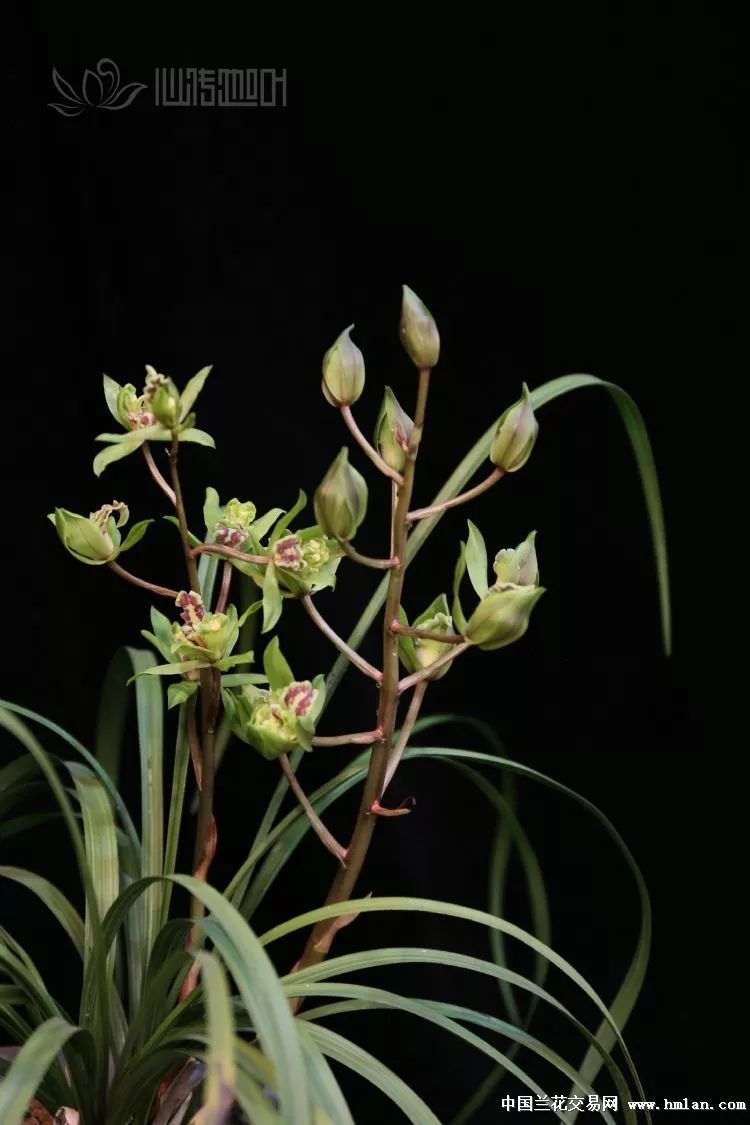 帝王之相绿牡丹花开时节动京城