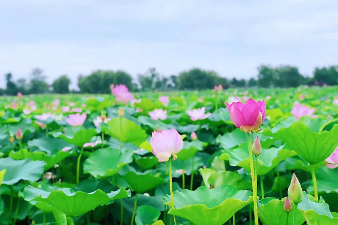 花都開好啦水慢城荷花節開幕今年又有新玩法