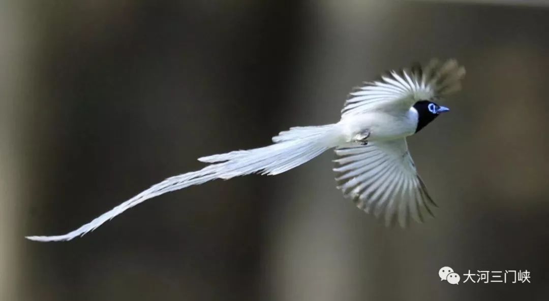 惊艳三门峡发现小凤凰