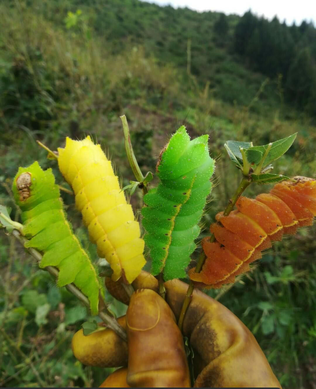 这么壮观的场面,应该不是真的吧.仔细一看,p图的痕迹还是挺明显的.15.