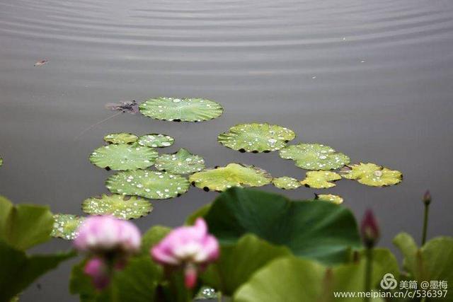 洛陽雨後初晴賞雨荷國花園衍秀湖荷花滿塘大珠小珠落玉盤