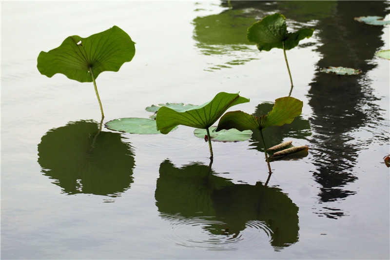 又是一年赏荷季  大明宫遗址公园太液池荷花荡然无存