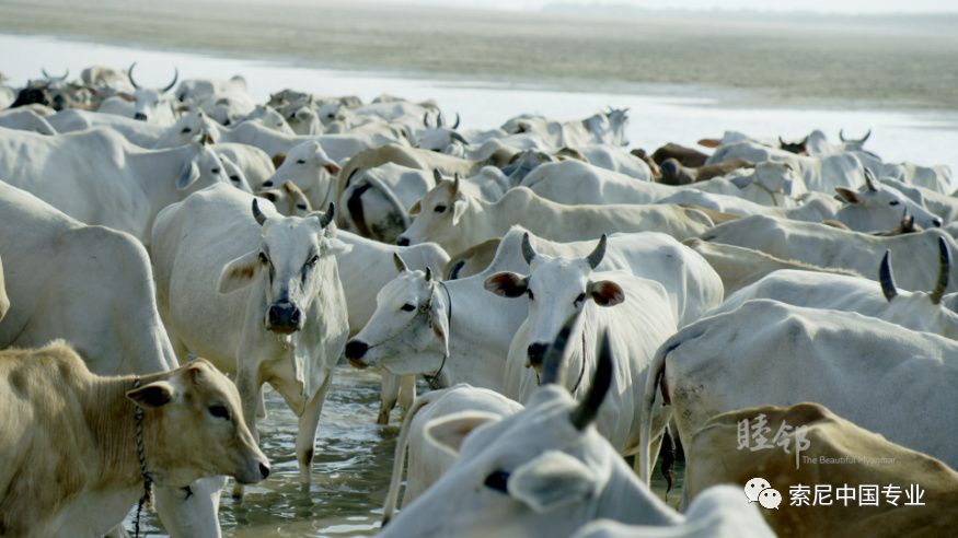 云南台奔赴《睦邻》缅甸的拍摄历程与心得