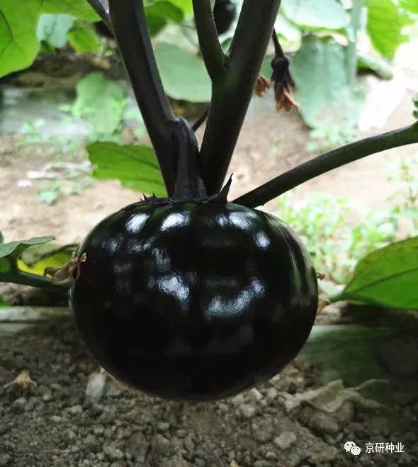 茄果展乘兴而来满载而归