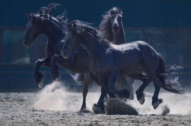 新疆伊犁摄影团作品分享乌鲁木齐汗血宝马基地马术表演纪实