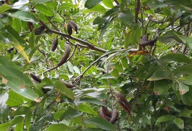 村子里这棵几百年的古树全身是宝洗发洗衣治病全靠它视为神树