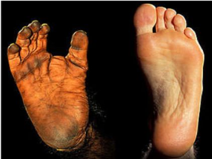 谁是我们的祖先?_人类