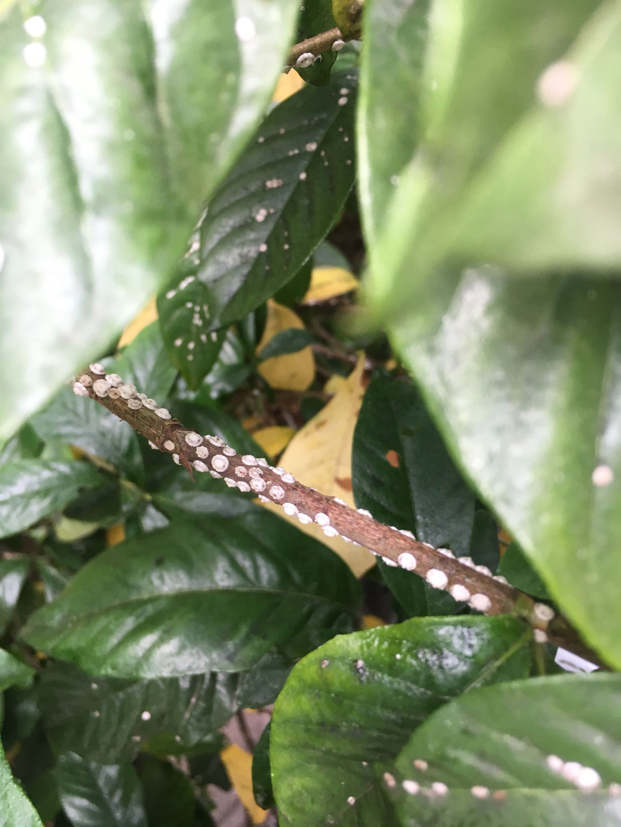 原创盆栽栀子花的叶片上有很多白色粉末颗粒,是怎么回事?